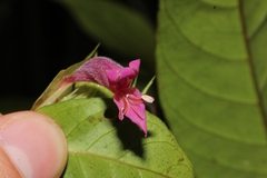 Hypoestes fascicularis
