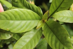 Hypoestes fascicularis