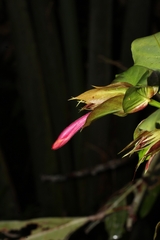 Hypoestes fascicularis