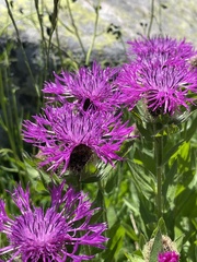 Centaurea nervosa