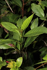 Hypoestes fascicularis