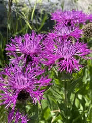 Centaurea nervosa