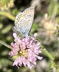 Plebejus argus