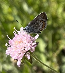 Plebejus argus