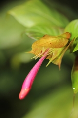 Hypoestes fascicularis
