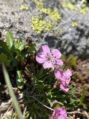 Dianthus microlepis