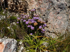 Pseudoselago pulchra
