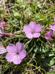 Dianthus microlepis