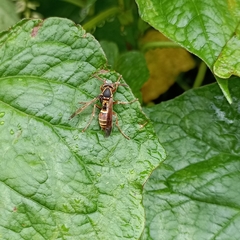 Polistes quadricingulatus