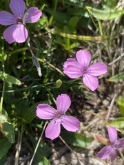 Dianthus microlepis