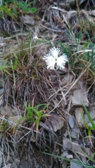 Dianthus pygmaeus
