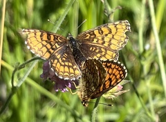 Melitaea athalia