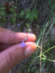 Lobelia nuttallii