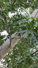 Platanus orientalis