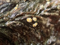 Lachnellula ellisiana