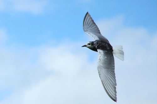Fumarel aliblanco (Chlidonias leucopterus)