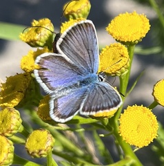 Plebejus argus