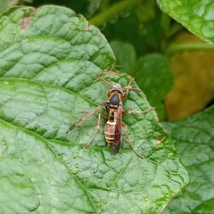 Polistes quadricingulatus