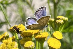Plebejus argus