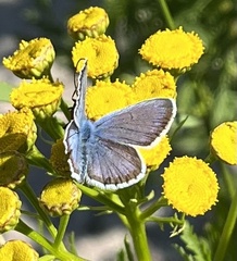 Plebejus argus