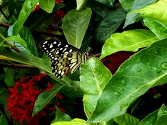 Papilio demoleus malayanus