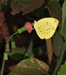 Pyrisitia leuce leuce