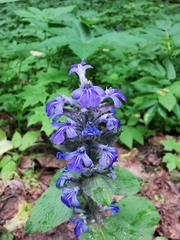 Ajuga reptans