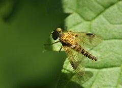 Chrysopilus nubecula