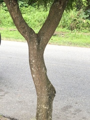 Pentaclethra macroloba