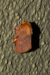 Micraphe lateritia