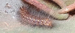 Lepidoptera