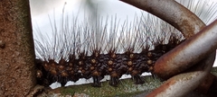 Lepidoptera