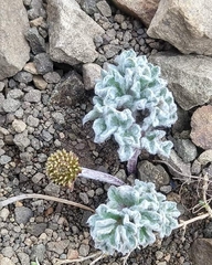 Hamadryas delfinii
