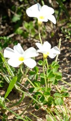 Oxalis campylorrhiza