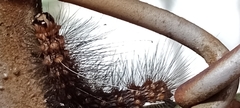Lepidoptera