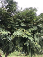 Pentaclethra macroloba