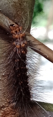 Lepidoptera