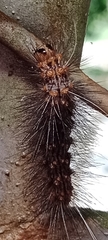 Lepidoptera