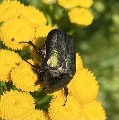 Protaetia cuprea metallica