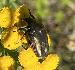 Protaetia cuprea metallica
