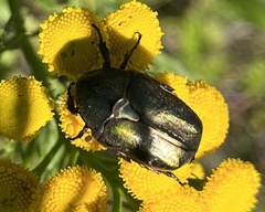 Protaetia cuprea metallica