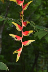 Heliconia platystachys