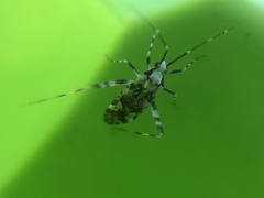 Phytocoris tiliae