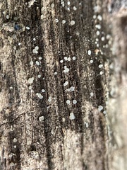 Strossmayeria basitricha