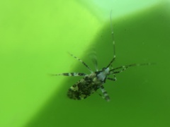 Phytocoris tiliae