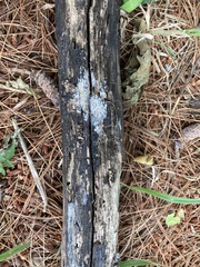 Strossmayeria basitricha