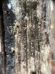 Strossmayeria basitricha