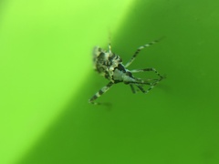 Phytocoris tiliae