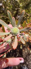 Leucadendron cinereum