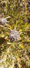 Leucadendron cinereum